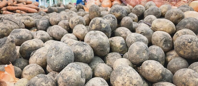 Господдержка картофеля и овощей в РФ сокращена на 13%: что будет с рынком в 2025 году – картофель по цене золота?