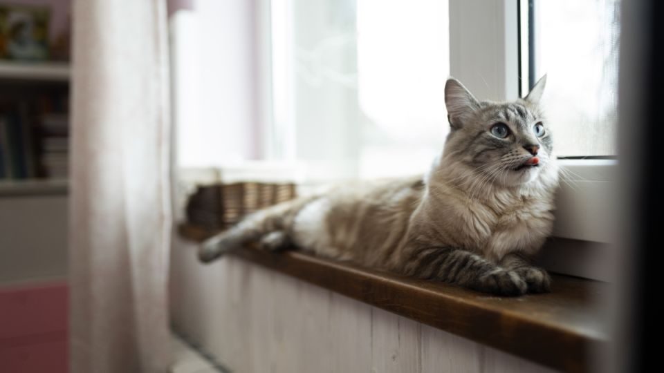 Кошка одна дома: на сколько можно оставить в одиночестве — 4 правила уезда, если у вас питомец