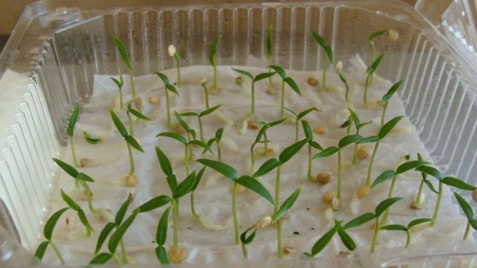 Как добиться 95% всхожести семян всего за 72 часа: метод, который удивит каждого садовода