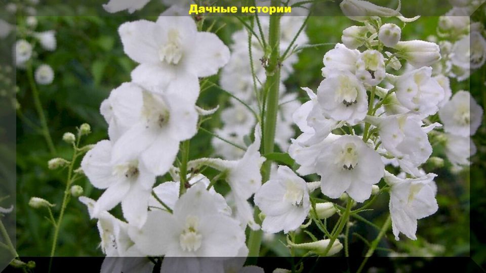 Погружение в мир белоснежных цветов: идей для создания великолепного цветника