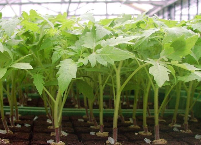 Как вырастить крепкую рассаду: секреты для успешных дачников