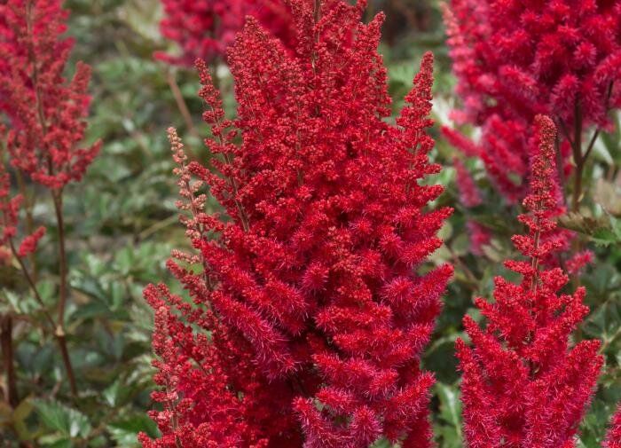 Как вырастить астильбу: советы для садоводов