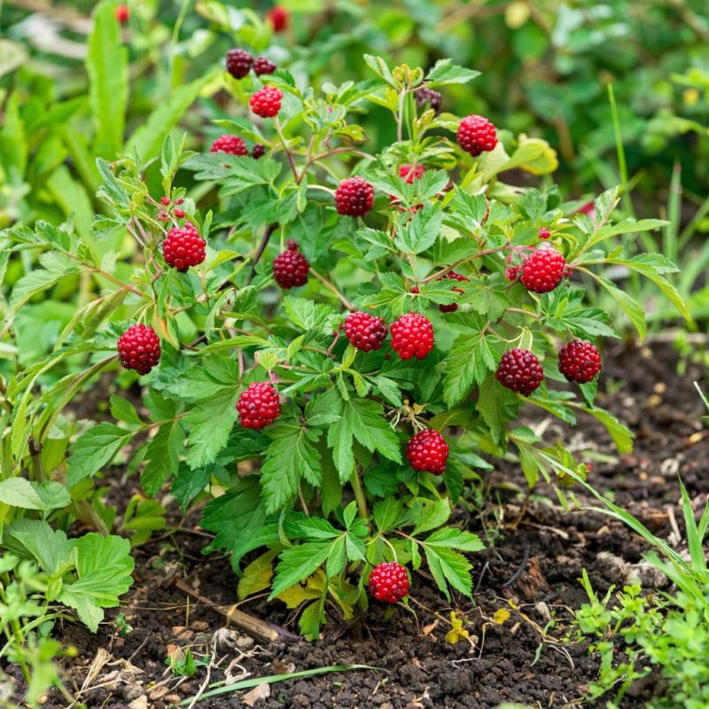 Как защитить ежевику от вредителей: эффективные стратегии для здорового урожая