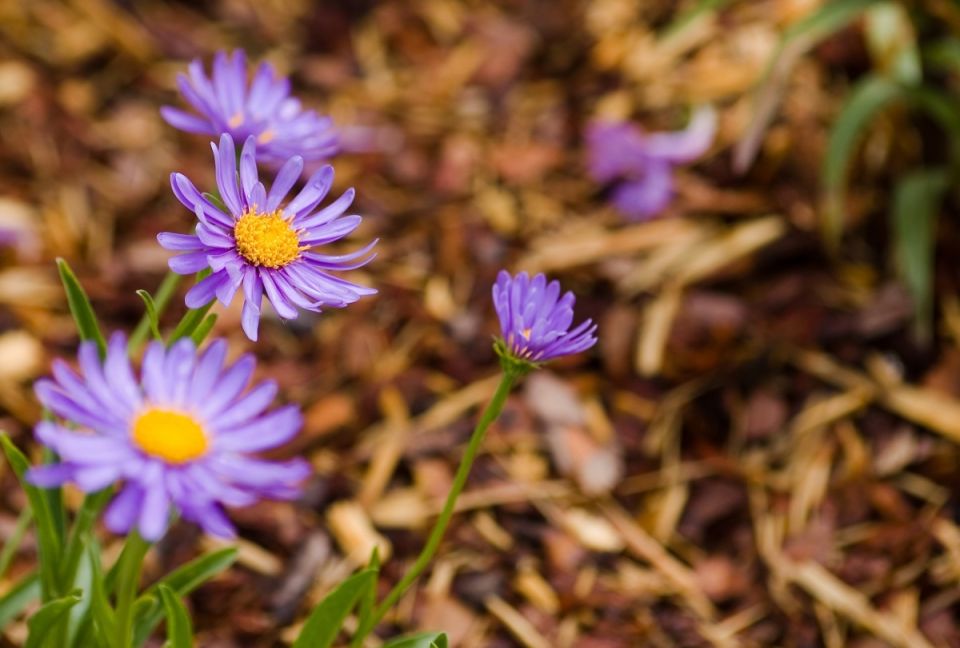 Осеннее мульчирование: как выбрать идеальный материал для защиты растений