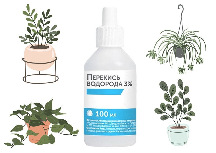 Перекись водорода для растений: тренд или реальная помощь?