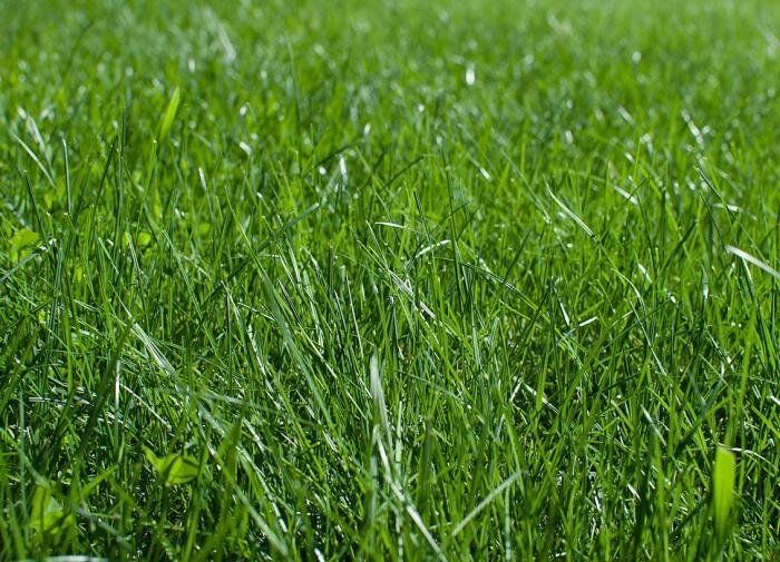 Как мульчирование травой может спасти ваш сад от сорняков