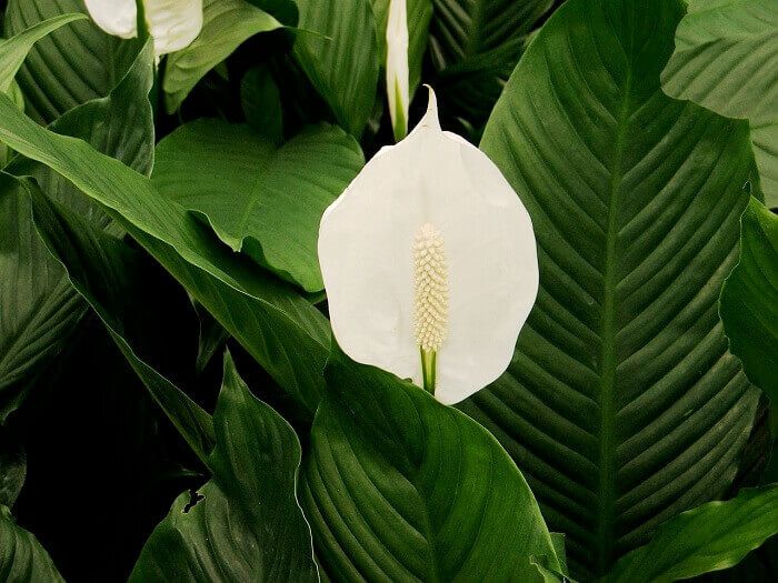 Как избежать распространенных ошибок при уходе за спатифиллумом