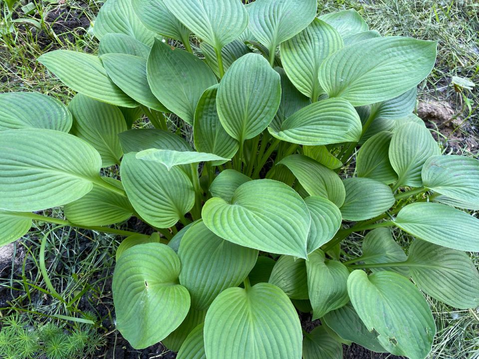 Как вырастить шикарную хосту: секреты идеального цветника