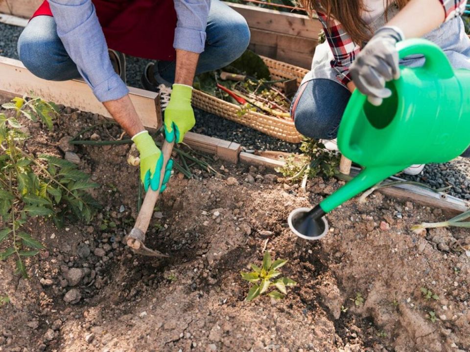 Как защитить сад от грибковых болезней в жару: простые решения без химии