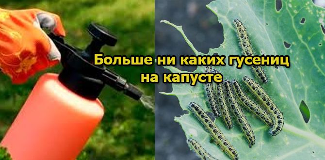 Эффективные методы защиты капусты от вредителей: просто, доступно и экологично