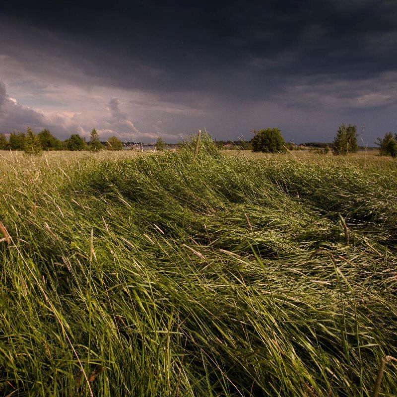 Как самостоятельно заготовить сено на зиму: советы и рекомендации