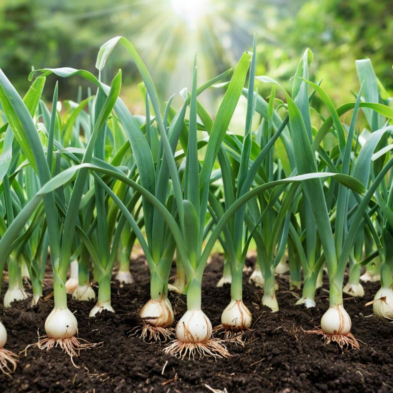 Почему ваш лук не растет: загадки урожайности и их решения