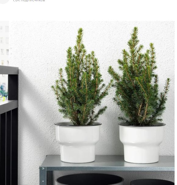 Почему новогодняя елка в горшке не станет долгожданным украшением вашего дома