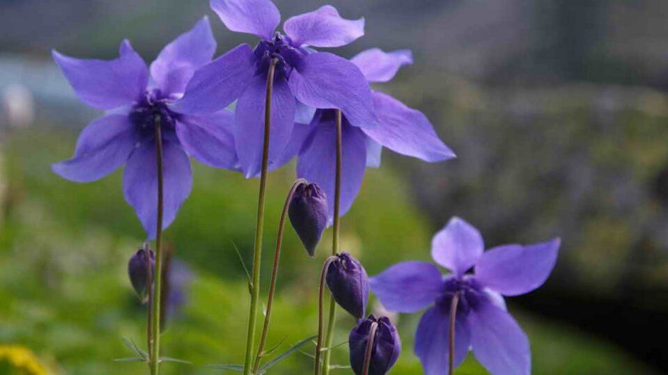 Достижения ботаники: цветы для бедной почвы, которые вполне могут украсить ваш сад