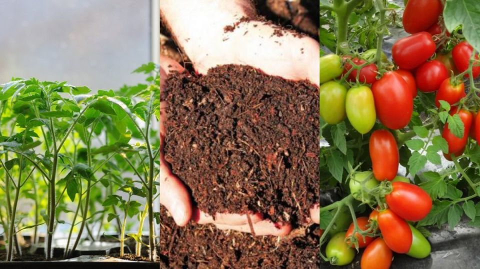 Секреты быстрого роста: как укрепить корни томатов всего за три дня