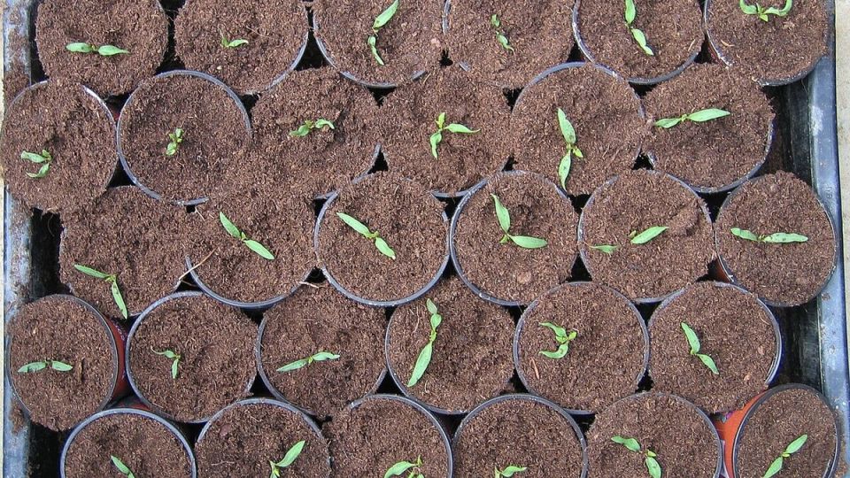 ������ ����� �� ������� ������� ����� ����� ��������� �������: �������� ������� � �������