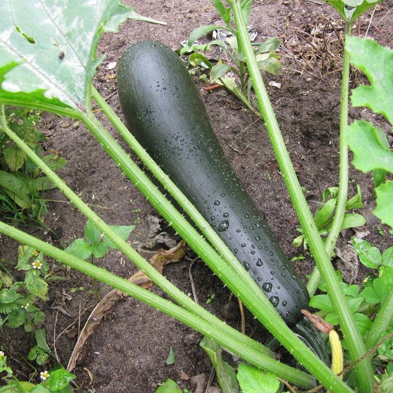 ��� �������� ������� ��� �������� ������