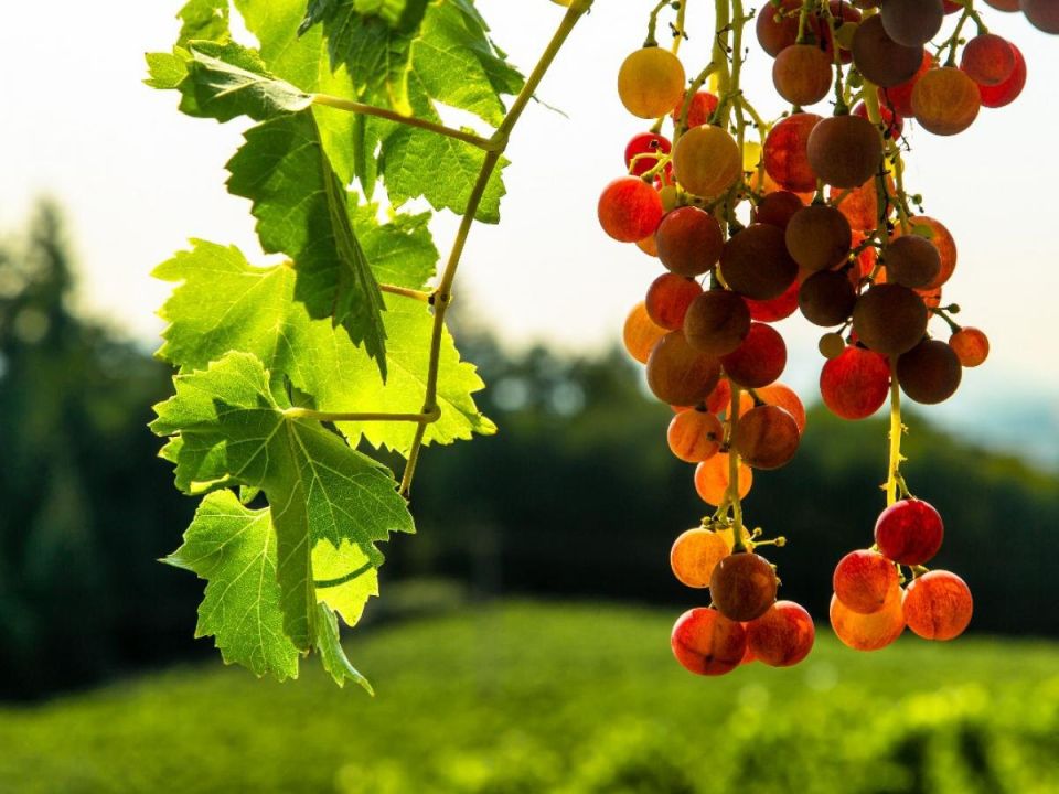 ��� ��������� �������� � ������� ������: ������� ��������� ������