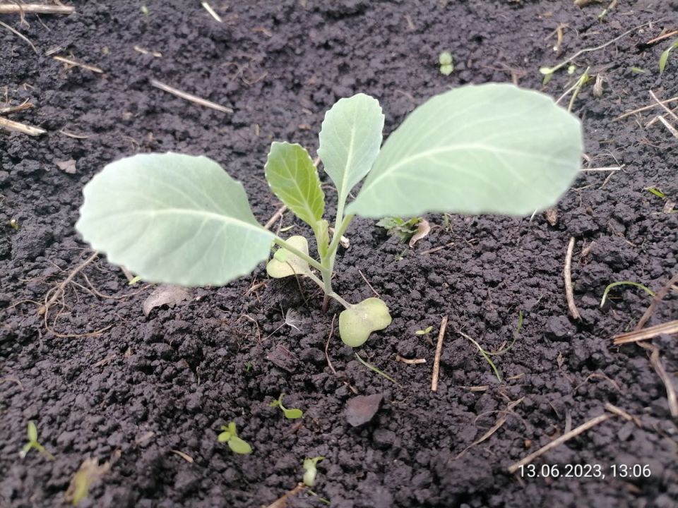 Как защитить капусту от вредителей: проверенные методы и советы садоводов