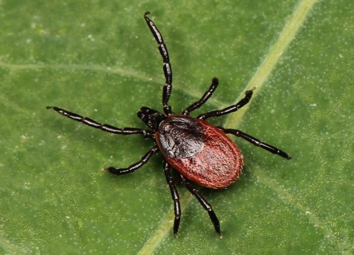 ��� ���������� �� ������: ������ �� ������������ ��� �����������