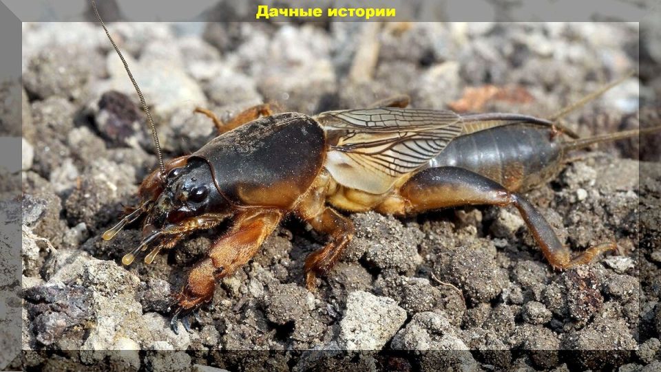 ��������: ������ ��� ��������� � �����������