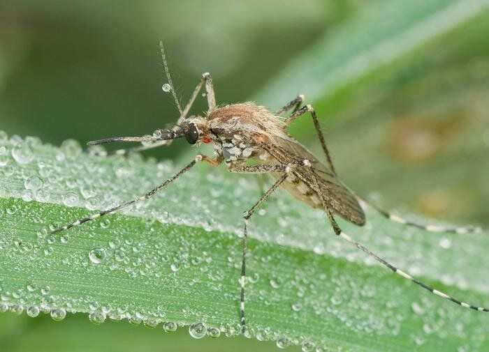 ������ �� �������: ���� ����������� �������