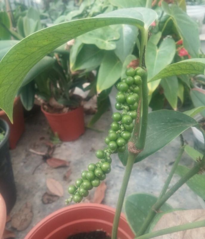 Как вырастить черный перец в домашних условиях: секреты изысканной специи