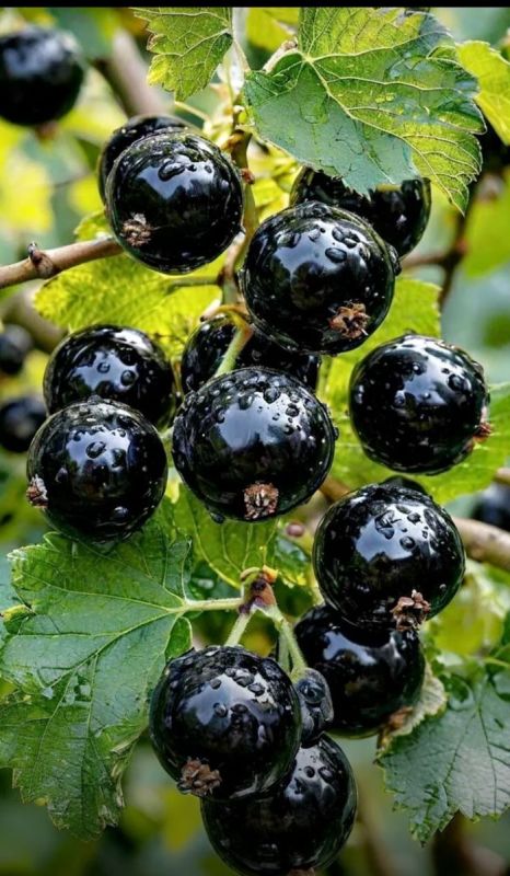 ��� ��������� ������� ���� ���������: ������� ������� ����