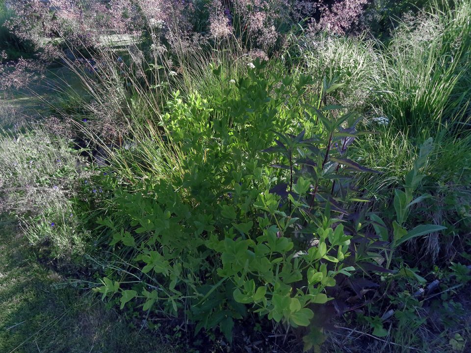 ����������� ������� �������� ��������: ��� �������� � ������� ������ ������