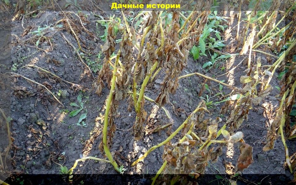 ����� ��������� ��� �����: �� ��� �������� ��������