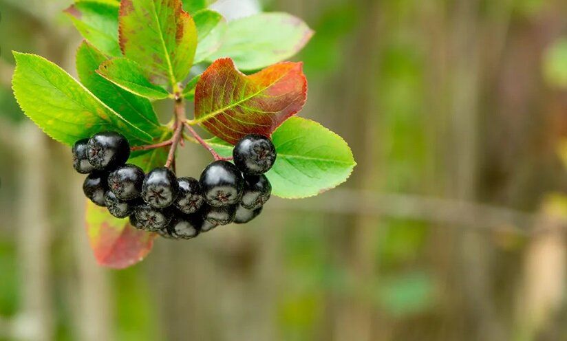 ������: ����� ���� ������ ������ � �������