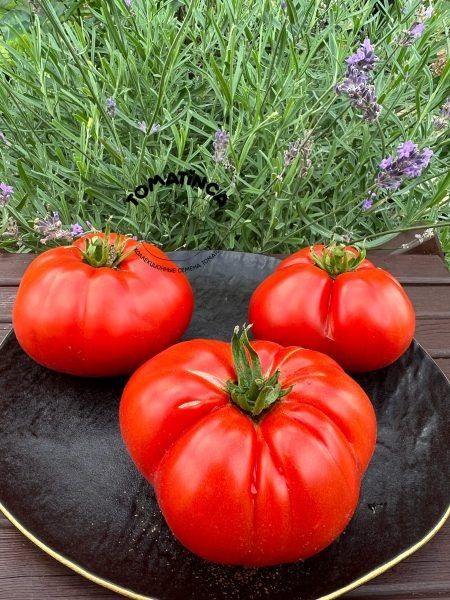 ����� ������: ������ ��������� ������ � ���������������� �����