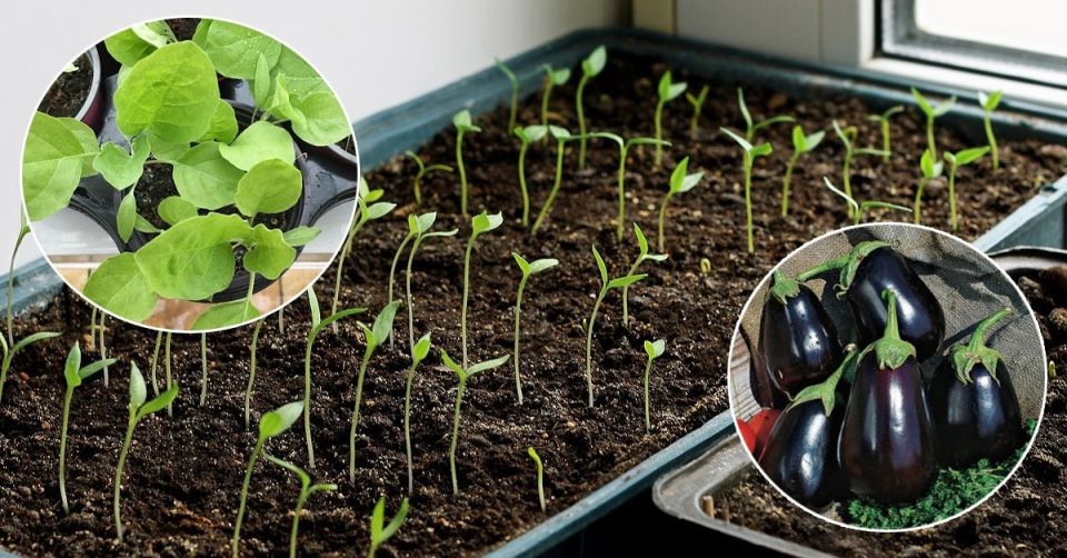 ������ � ����: ����� � ��� ����� ������ ��� ��������� ������