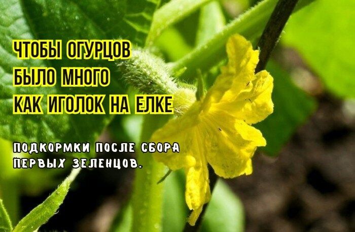 ������� ��������� ������� ��� ������������ ������������