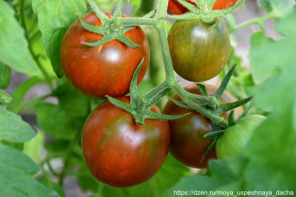 ��������� ���� ������, ������� ����� ����� �������� ��� �������