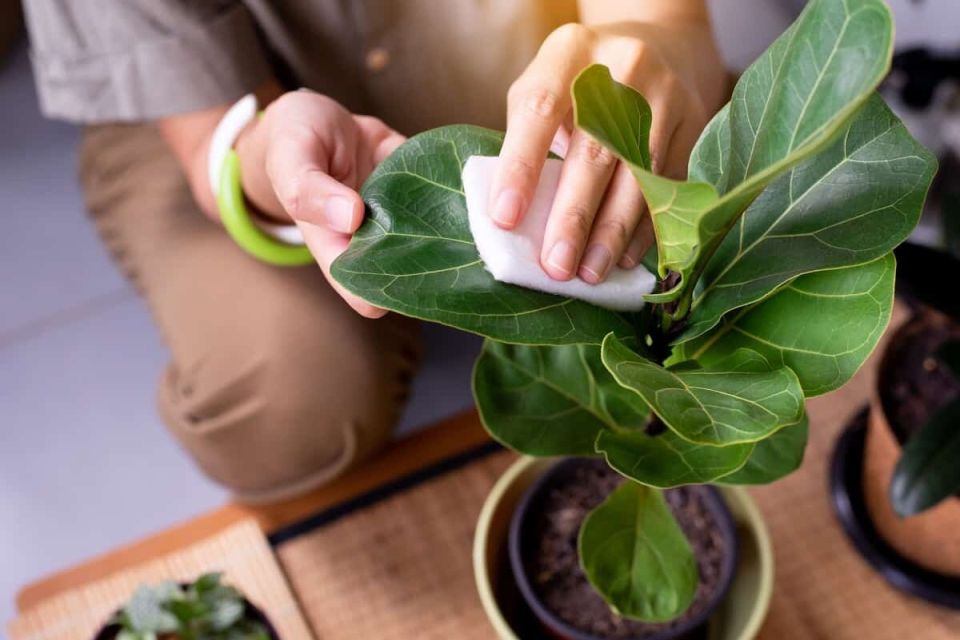 ������� ������ ��� ����� �� ����������