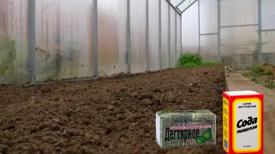 ������������ ������� ������ �� ������ �������