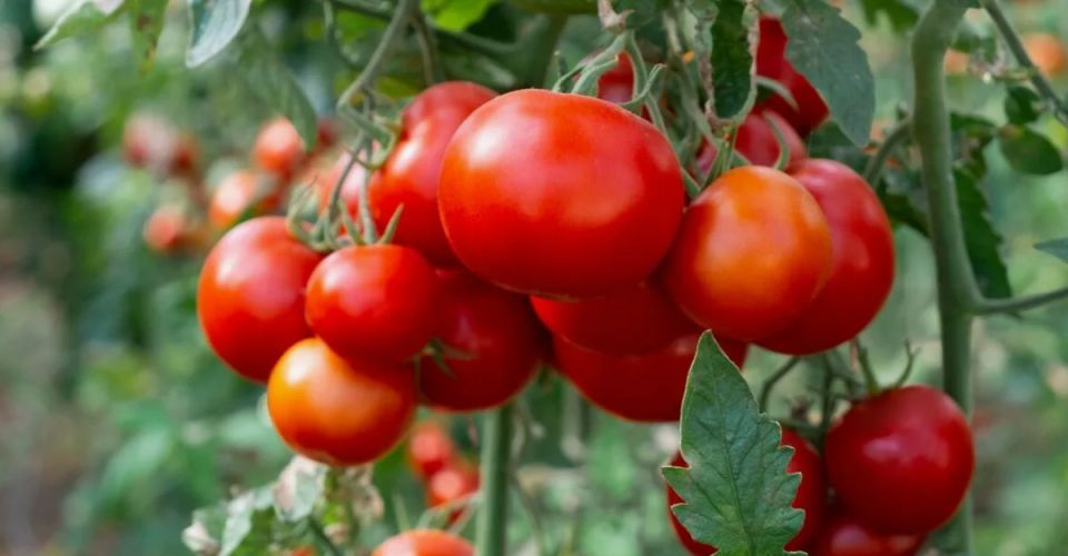 Томаты, которые выживают: защита от кладоспориоза