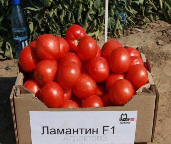 ����� ��������: ��������� ����� ��� ���, ��� ����� ���� � �������� ������