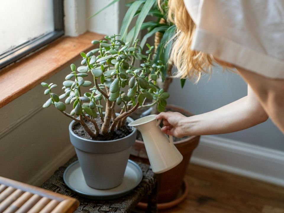 Денежное дерево: оптимальные условия по фэн-шуй