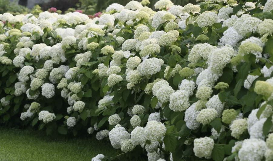 как обрезка гортензии превращает ваш сад в цветущий оазис