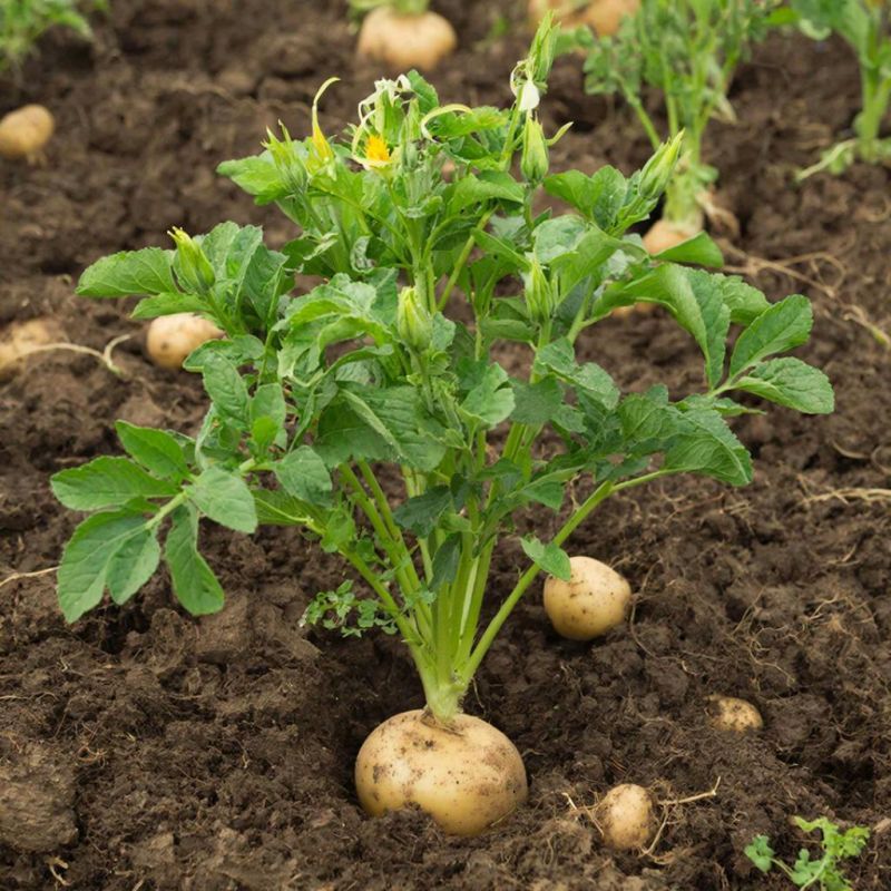 ����������� ��������� ��� ���������: ������� �������� ������