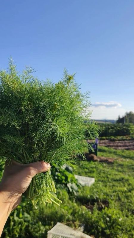 ��� �������� �������� � ���������� ������ �� ����� �������