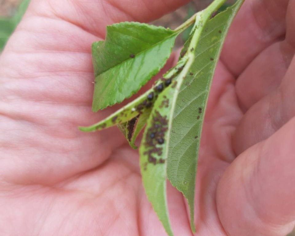 Как защитить вишню от тли в постоянные дожди