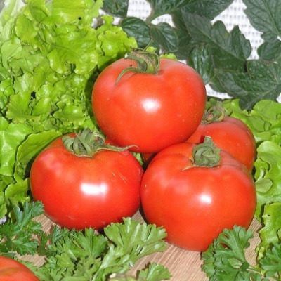 Томат Ноктюрн-НК: как вырастить урожайный сорт с насыщенным вкусом