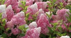 Тихий гость сада: как вырастить гортензию ванилла фрейз и сохранить её красоту