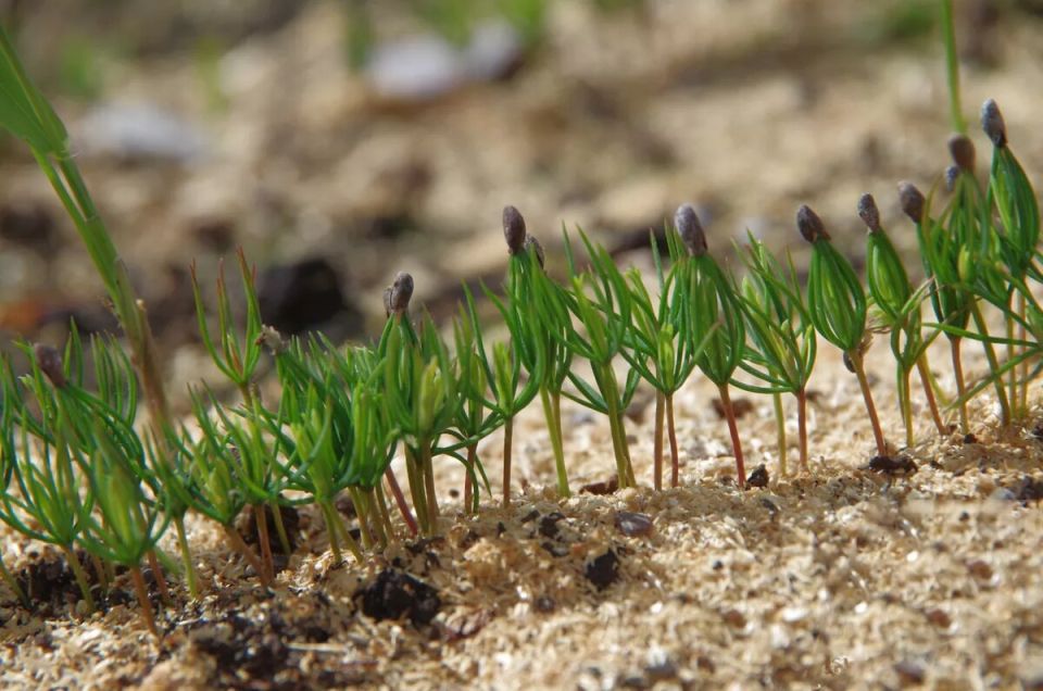 ��� �������� ����������� ������� ����� ���� ����� ������������� � ����