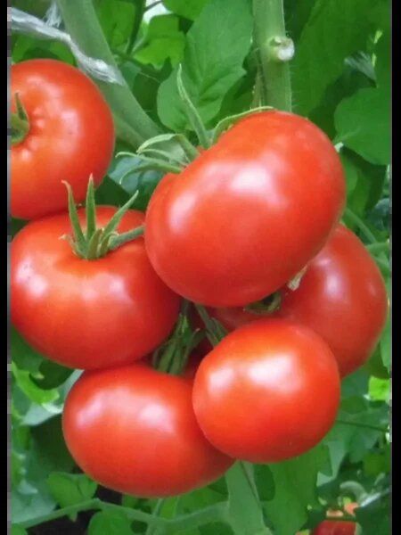 Гунина томат: тихий прогресс открытого грунта с предсказуемым урожаем