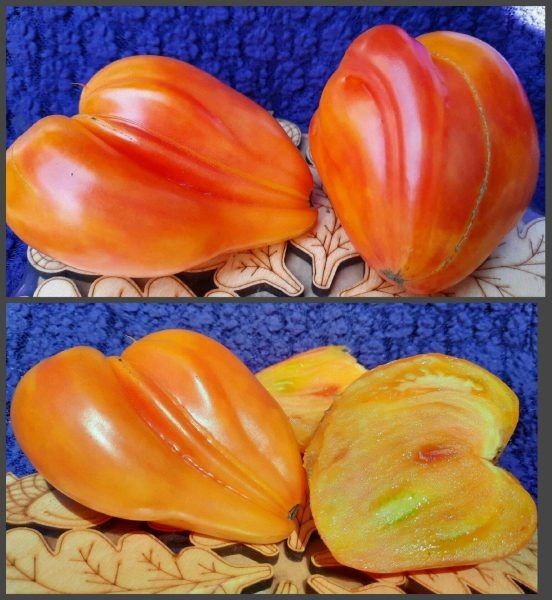 Сердце Дездемоны: крупноплодный томат с двухцветной окраской и медовым вкусом