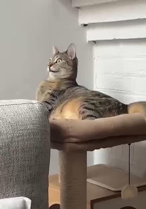  !.     ? 